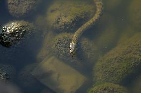 Nepal Wildlife