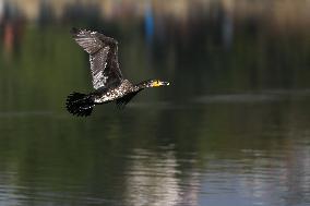 Nepal Wildlife