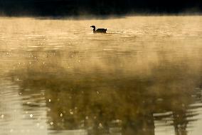 Nepal Wildlife