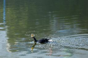 Nepal Wildlife