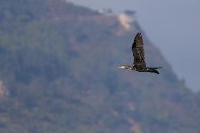 Nepal Wildlife