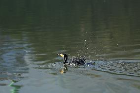 Nepal Wildlife