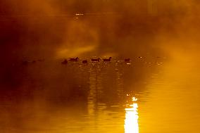 Nepal Wildlife