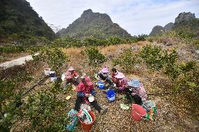 Rural Women Employment in Liuzhou - China -