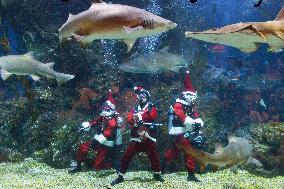 Santa Claus Scuba Divers At Aquarium - Bangkok