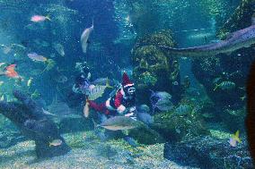 Santa Claus Scuba Divers At Aquarium - Bangkok