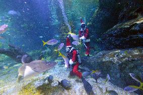 Santa Claus Scuba Divers At Aquarium - Bangkok