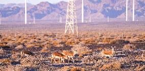 Mongolian gazelle