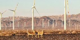 Mongolian gazelle