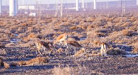 Mongolian gazelle