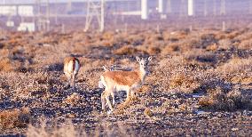 Mongolian gazelle