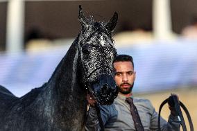 Arabian Horses Beauty Contest - Cairo