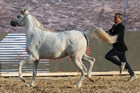 Arabian Horses Beauty Contest - Cairo