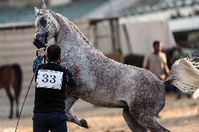 Arabian Horses Beauty Contest - Cairo