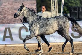 Arabian Horses Beauty Contest - Cairo