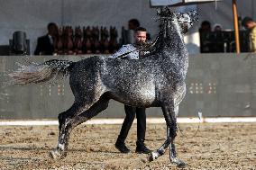 Arabian Horses Beauty Contest - Cairo