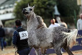 Arabian Horses Beauty Contest - Cairo