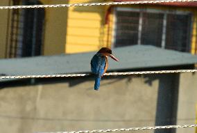 Common Kingfisher Bird