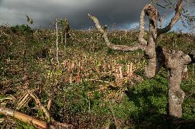 Agricultural Sectors Devasted After Cyclone Chido - Mayotte