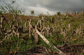 Agricultural Sectors Devasted After Cyclone Chido - Mayotte