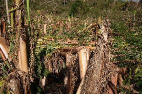 Agricultural Sectors Devasted After Cyclone Chido - Mayotte