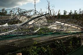 Agricultural Sectors Devasted After Cyclone Chido - Mayotte