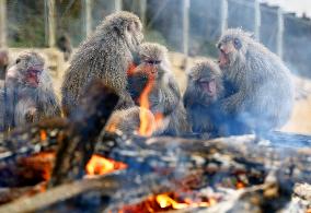 Monkeys warm by fire