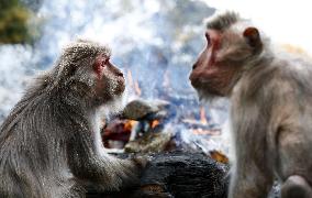 Monkeys warm by fire