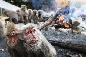 Monkeys warm by fire