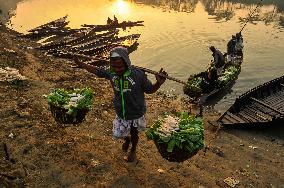 Cultivators Transport Winter Seasonal Vegetables - Bangladesh