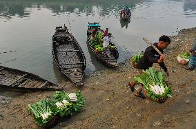 Cultivators Transport Winter Seasonal Vegetables - Bangladesh