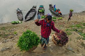 Cultivators Transport Winter Seasonal Vegetables - Bangladesh