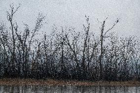 Bald Eagles, Ducks, And Canada Geese At The Oxbow Nature Conservancy