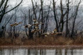 Bald Eagles, Ducks, And Canada Geese At The Oxbow Nature Conservancy