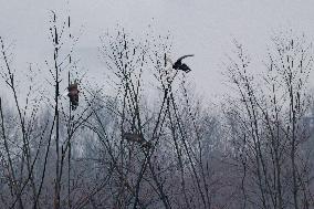 Bald Eagles, Ducks, And Canada Geese At The Oxbow Nature Conservancy