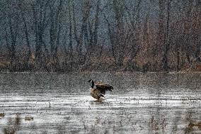 Bald Eagles, Ducks, And Canada Geese At The Oxbow Nature Conservancy