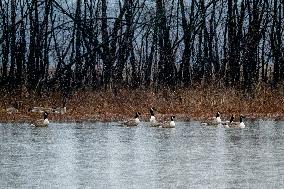 Bald Eagles, Ducks, And Canada Geese At The Oxbow Nature Conservancy