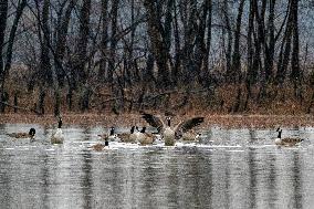 Bald Eagles, Ducks, And Canada Geese At The Oxbow Nature Conservancy