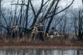 Bald Eagles, Ducks, And Canada Geese At The Oxbow Nature Conservancy