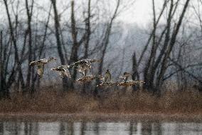 Bald Eagles, Ducks, And Canada Geese At The Oxbow Nature Conservancy