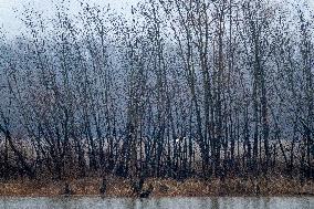 Bald Eagles, Ducks, And Canada Geese At The Oxbow Nature Conservancy