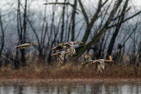 Bald Eagles, Ducks, And Canada Geese At The Oxbow Nature Conservancy