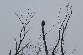 Bald Eagles, Ducks, And Canada Geese At The Oxbow Nature Conservancy