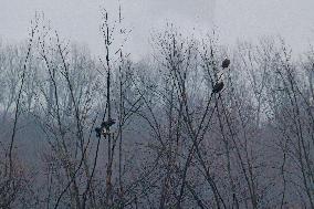 Bald Eagles, Ducks, And Canada Geese At The Oxbow Nature Conservancy