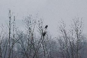 Bald Eagles, Ducks, And Canada Geese At The Oxbow Nature Conservancy