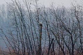 Bald Eagles, Ducks, And Canada Geese At The Oxbow Nature Conservancy