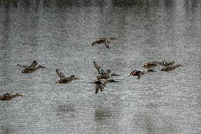 Bald Eagles, Ducks, And Canada Geese At The Oxbow Nature Conservancy