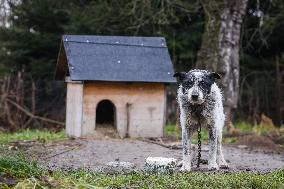 Dogs On A Chain In Poland