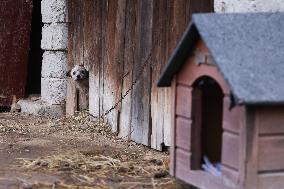 Dogs On A Chain In Poland