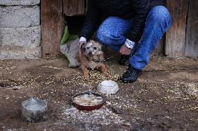 Dogs On A Chain In Poland